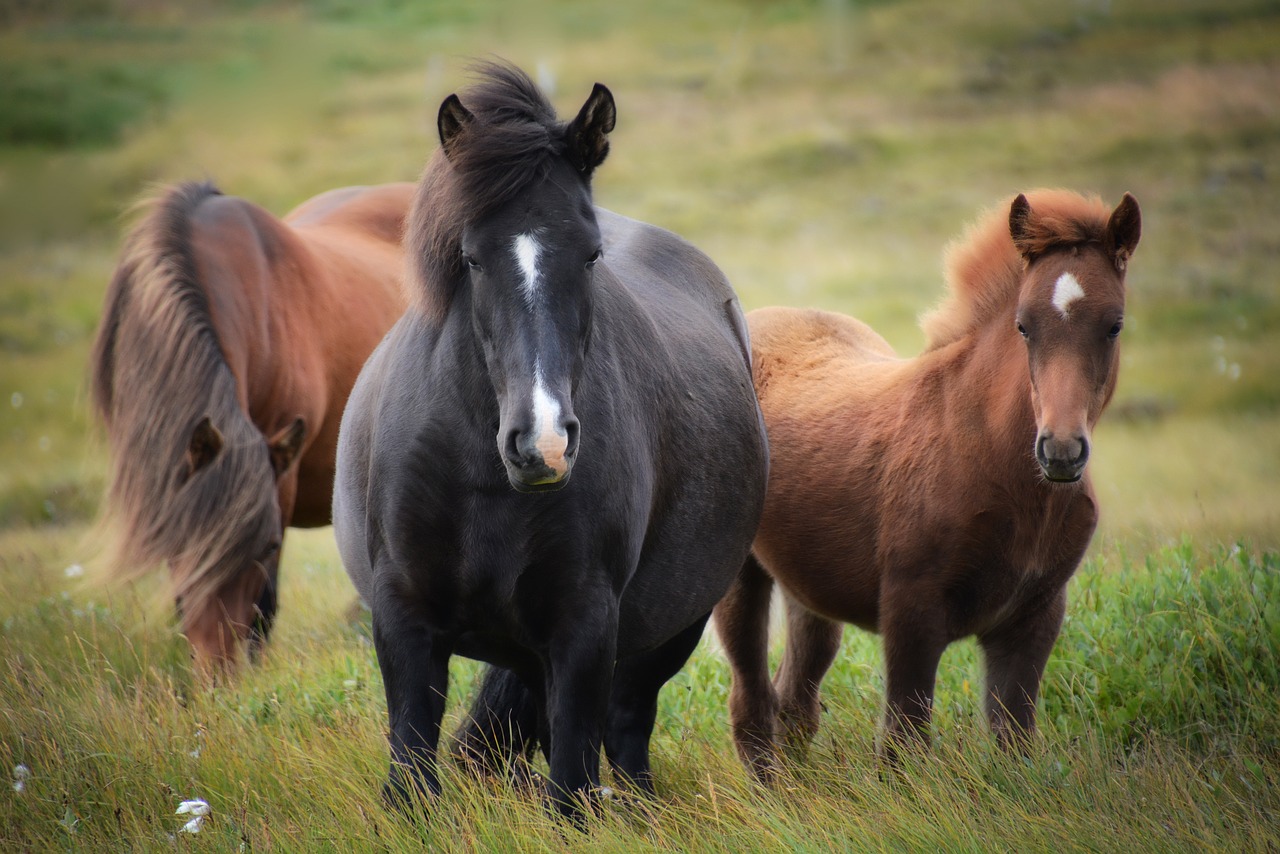 The Untamed Beauty of Iceland’s Hornstrandir Nature Reserve